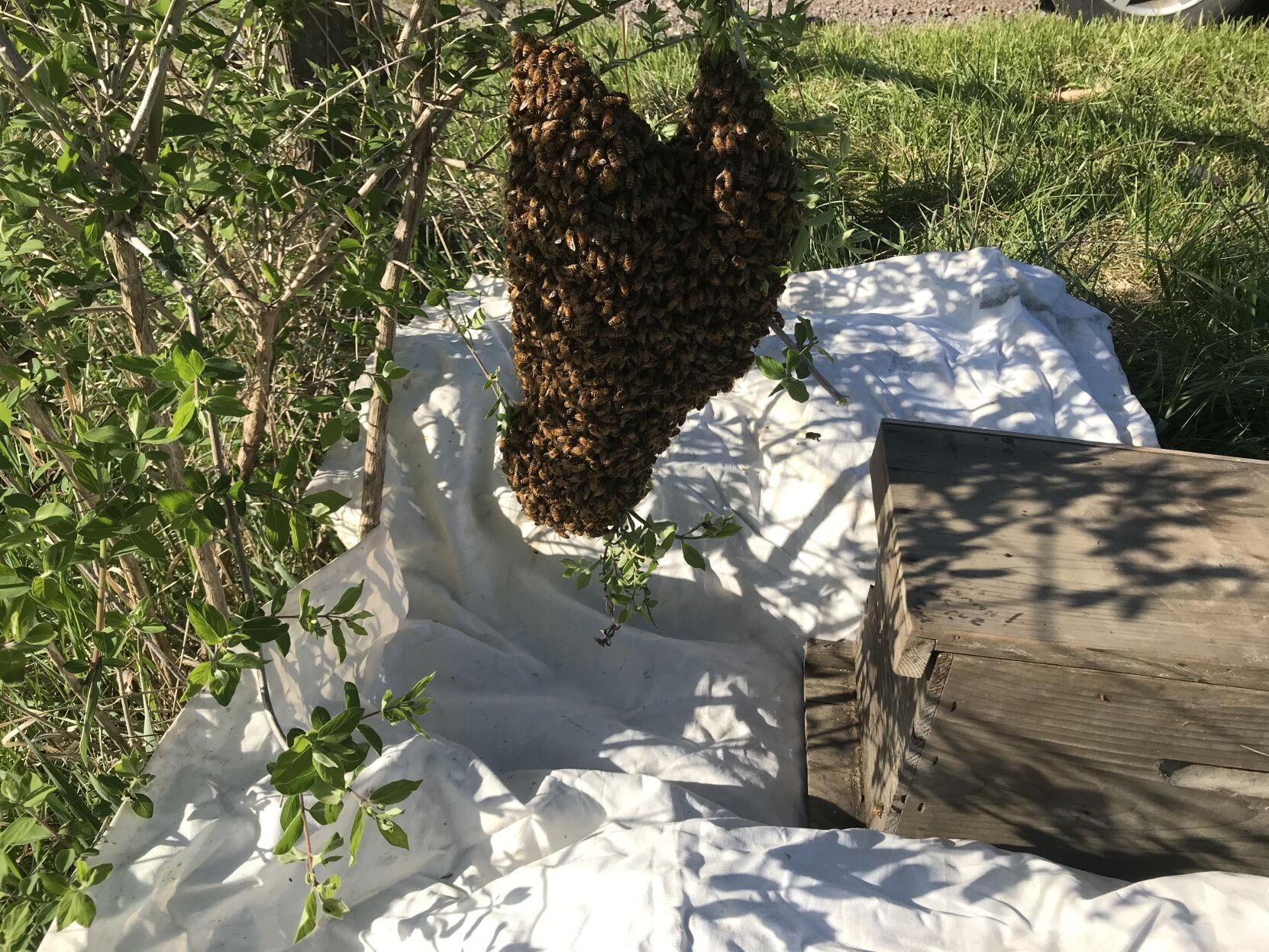 Ben Cooper's captured honeybee hive